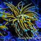 24K Mint Tip Gold Torch Coral WYSIWYG 5cm 24K Mint Tip Gold Torch Coral WYSIWYG 5cm LPS 24K Mint Tip Gold Torch Coral WYSIWYG 5cm Zeo Box Reef