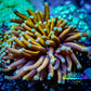 24K Mint Tip Gold Torch Coral WYSIWYG 6cm 24K Mint Tip Gold Torch Coral WYSIWYG 6cm LPS 24K Mint Tip Gold Torch Coral WYSIWYG 6cm Zeo Box Reef