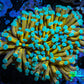 24K Mint Tip Gold Torch Coral WYSIWYG 6cm 24K Mint Tip Gold Torch Coral WYSIWYG 6cm LPS 24K Mint Tip Gold Torch Coral WYSIWYG 6cm Zeo Box Reef