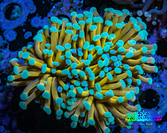 24K Mint Tip Gold Torch Coral WYSIWYG 6cm 24K Mint Tip Gold Torch Coral WYSIWYG 6cm LPS 24K Mint Tip Gold Torch Coral WYSIWYG 6cm Zeo Box Reef