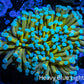 24K Mint Tip Gold Torch Coral WYSIWYG 6cm 24K Mint Tip Gold Torch Coral WYSIWYG 6cm LPS 24K Mint Tip Gold Torch Coral WYSIWYG 6cm Zeo Box Reef