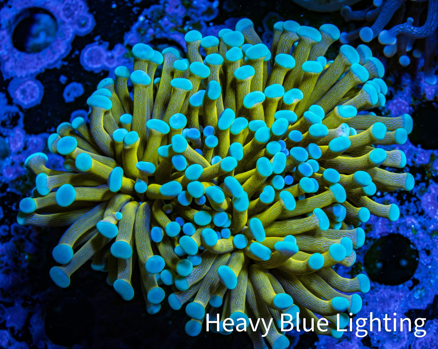 24K Mint Tip Gold Torch Coral WYSIWYG 6cm 24K Mint Tip Gold Torch Coral WYSIWYG 6cm LPS 24K Mint Tip Gold Torch Coral WYSIWYG 6cm Zeo Box Reef