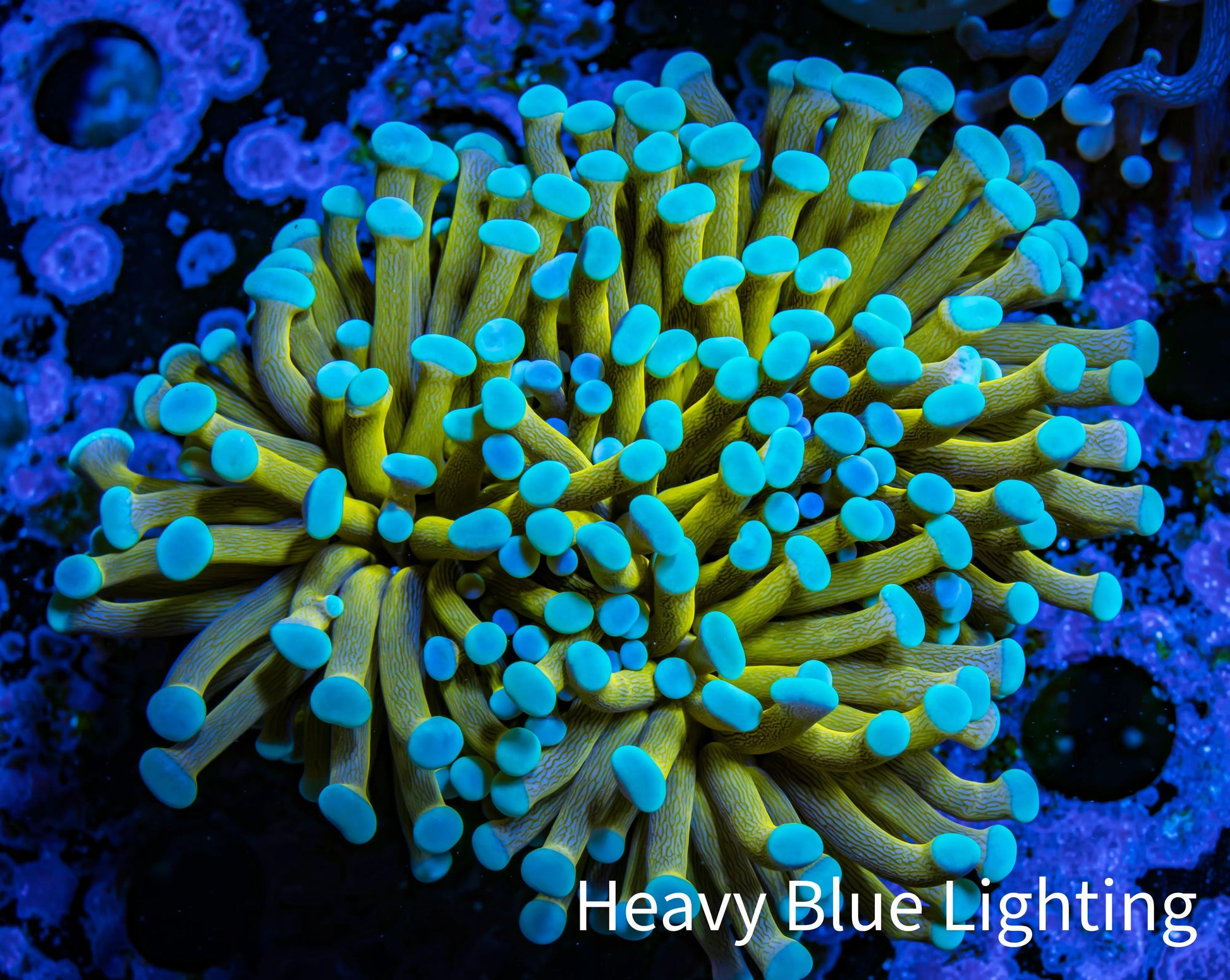 24K Mint Tip Gold Torch Coral WYSIWYG 6cm 24K Mint Tip Gold Torch Coral WYSIWYG 6cm LPS 24K Mint Tip Gold Torch Coral WYSIWYG 6cm Zeo Box Reef
