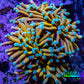 24K Mint Tip Gold Torch Coral WYSIWYG 7cm 24K Mint Tip Gold Torch Coral WYSIWYG 7cm LPS 24K Mint Tip Gold Torch Coral WYSIWYG 7cm Zeo Box Reef