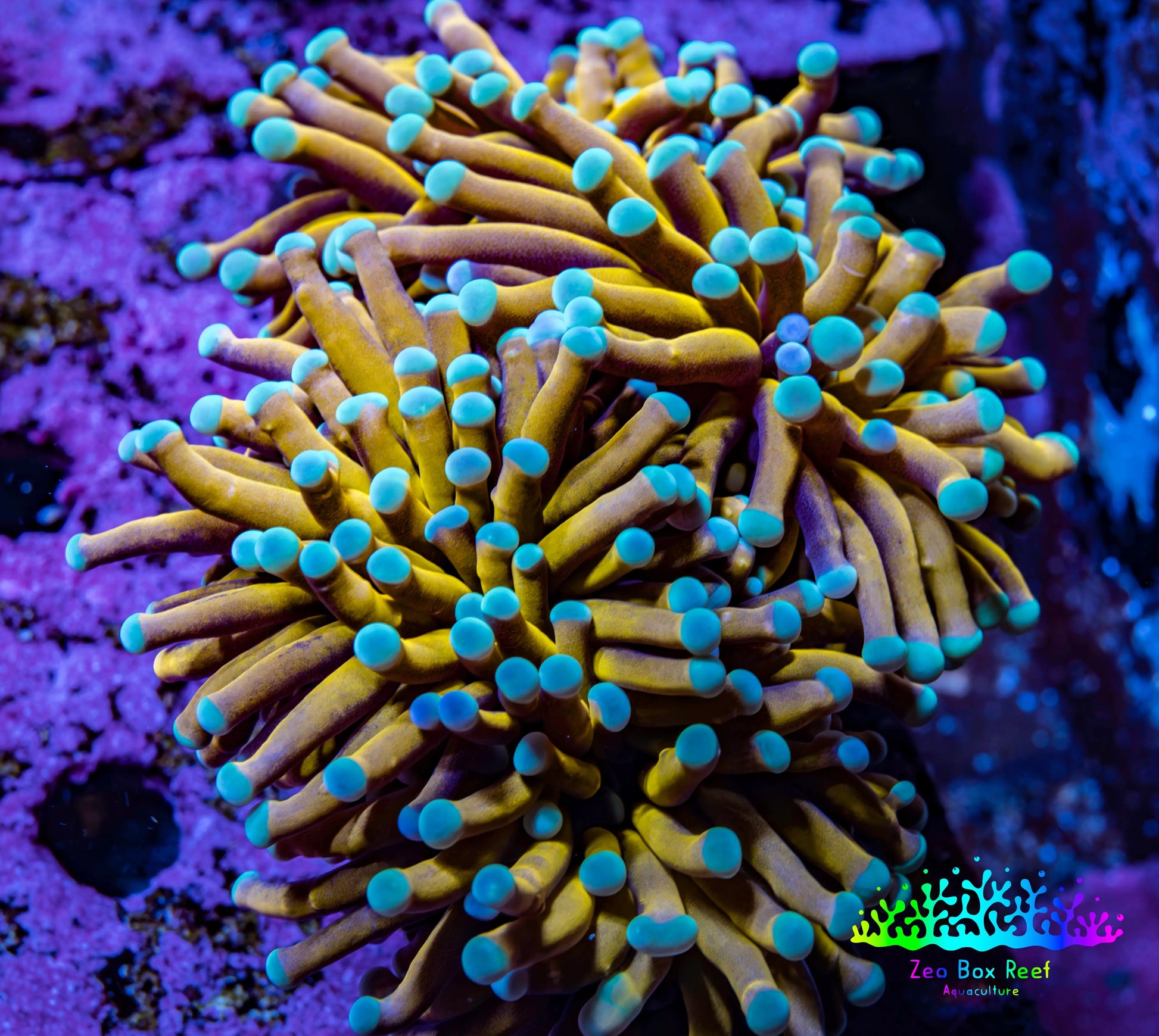 24K Mint Tip Gold Torch Coral WYSIWYG 7cm 24K Mint Tip Gold Torch Coral WYSIWYG 7cm LPS 24K Mint Tip Gold Torch Coral WYSIWYG 7cm Zeo Box Reef