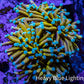 24K Mint Tip Gold Torch Coral WYSIWYG 7cm 24K Mint Tip Gold Torch Coral WYSIWYG 7cm LPS 24K Mint Tip Gold Torch Coral WYSIWYG 7cm Zeo Box Reef