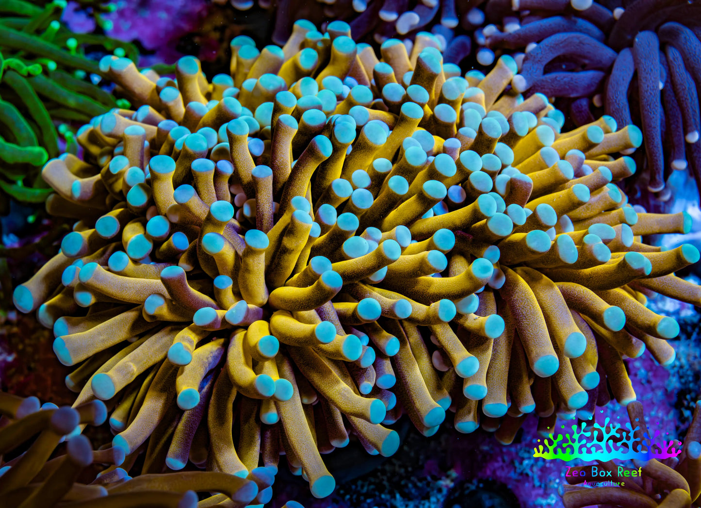 24K Mint Tip Gold Torch Coral WYSIWYG 8cm 24K Mint Tip Gold Torch Coral WYSIWYG 8cm LPS 24K Mint Tip Gold Torch Coral WYSIWYG 8cm Zeo Box Reef