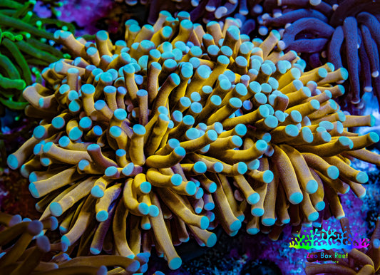 24K Mint Tip Gold Torch Coral WYSIWYG 8cm 24K Mint Tip Gold Torch Coral WYSIWYG 8cm LPS 24K Mint Tip Gold Torch Coral WYSIWYG 8cm Zeo Box Reef