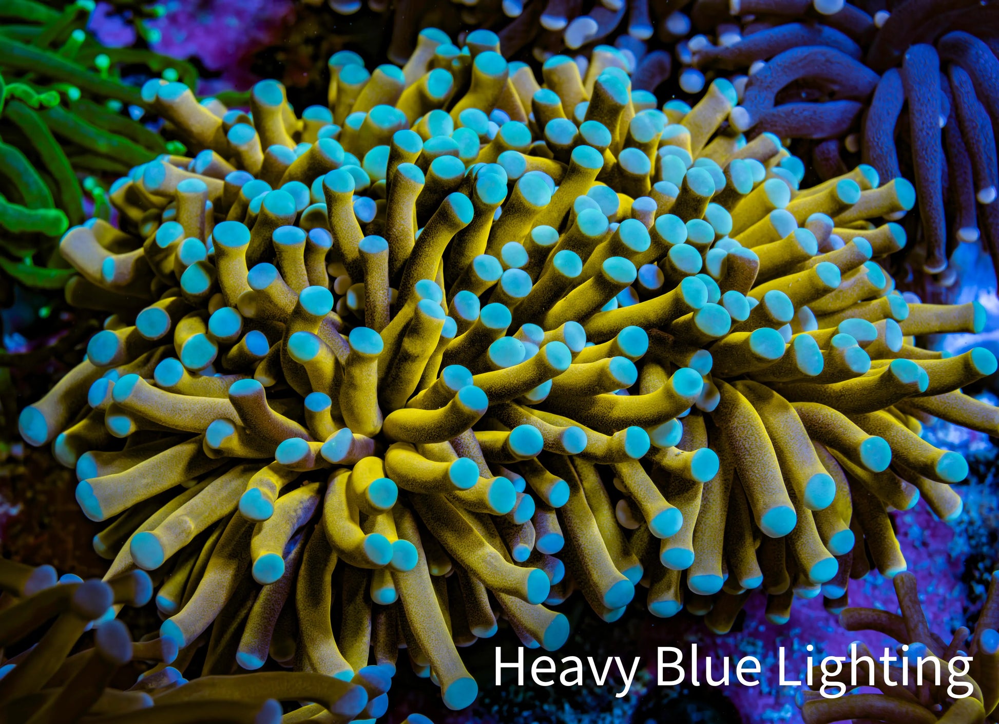 24K Mint Tip Gold Torch Coral WYSIWYG 8cm 24K Mint Tip Gold Torch Coral WYSIWYG 8cm LPS 24K Mint Tip Gold Torch Coral WYSIWYG 8cm Zeo Box Reef