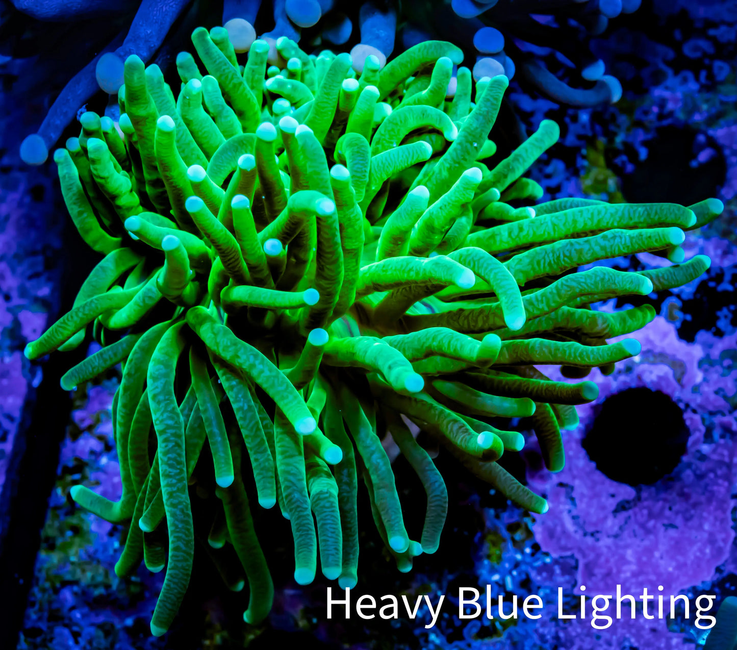 2Torch Coral 5cm WYSIWYG B1R2B1 2Torch Coral 5cm WYSIWYG B1R2B1 LPS 2Torch Coral 5cm WYSIWYG B1R2B1 Zeo Box Reef