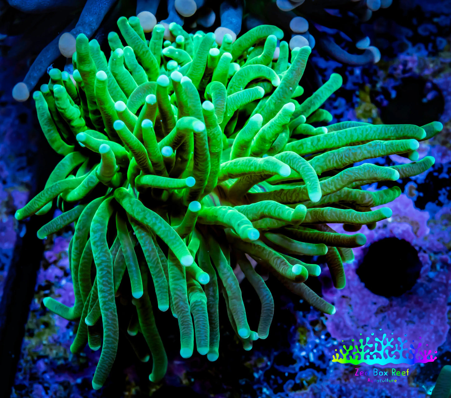 2Torch Coral 5cm WYSIWYG B1R2B1 2Torch Coral 5cm WYSIWYG B1R2B1 LPS 2Torch Coral 5cm WYSIWYG B1R2B1 Zeo Box Reef