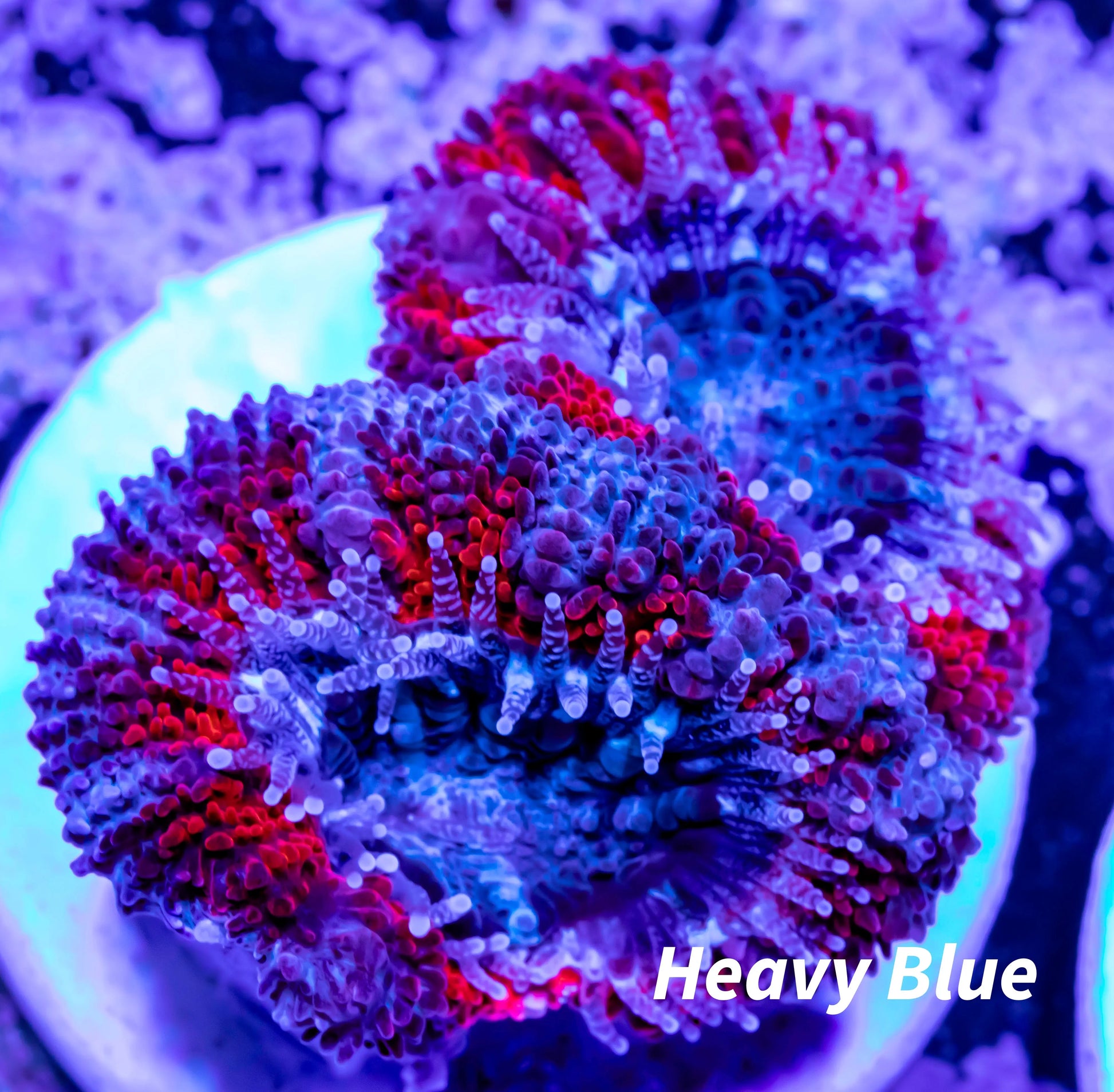 Acan Coral - Micromussa Lordhowensis -  Acan Frag WYSIWYG Acan Coral - Micromussa Lordhowensis -  Acan Frag WYSIWYG LPS Coral Acan Coral - Micromussa Lordhowensis -  Acan Frag WYSIWYG Zeo Box Reef