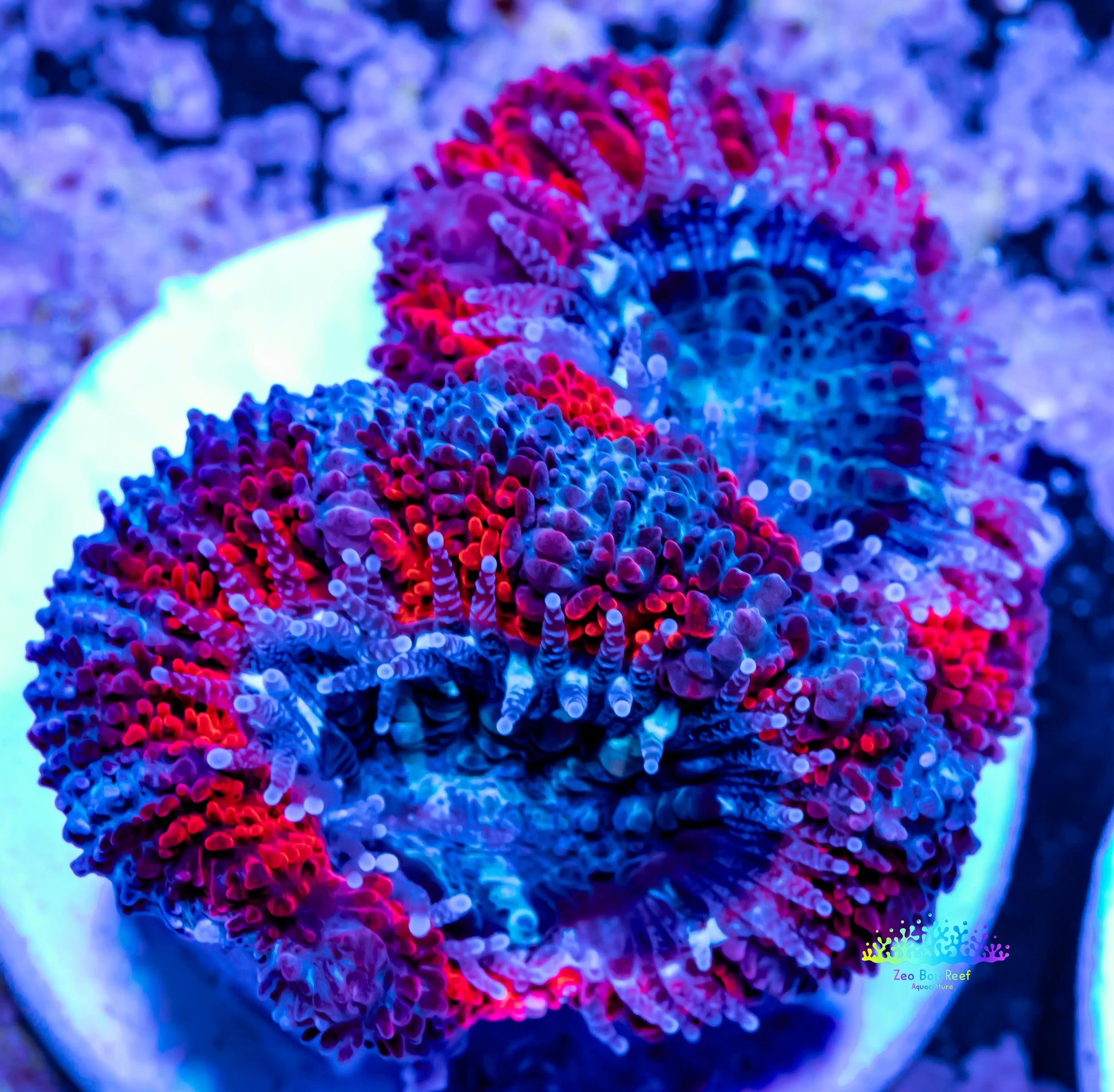 Acan Coral - Micromussa Lordhowensis -  Acan Frag WYSIWYG Acan Coral - Micromussa Lordhowensis -  Acan Frag WYSIWYG LPS Coral Acan Coral - Micromussa Lordhowensis -  Acan Frag WYSIWYG Zeo Box Reef