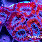 Acan Coral - Micromussa Lordhowensis - Acan Frag WYSIWYG Acan Coral - Micromussa Lordhowensis - Acan Frag WYSIWYG LPS Coral Acan Coral - Micromussa Lordhowensis - Acan Frag WYSIWYG Zeo Box Reef