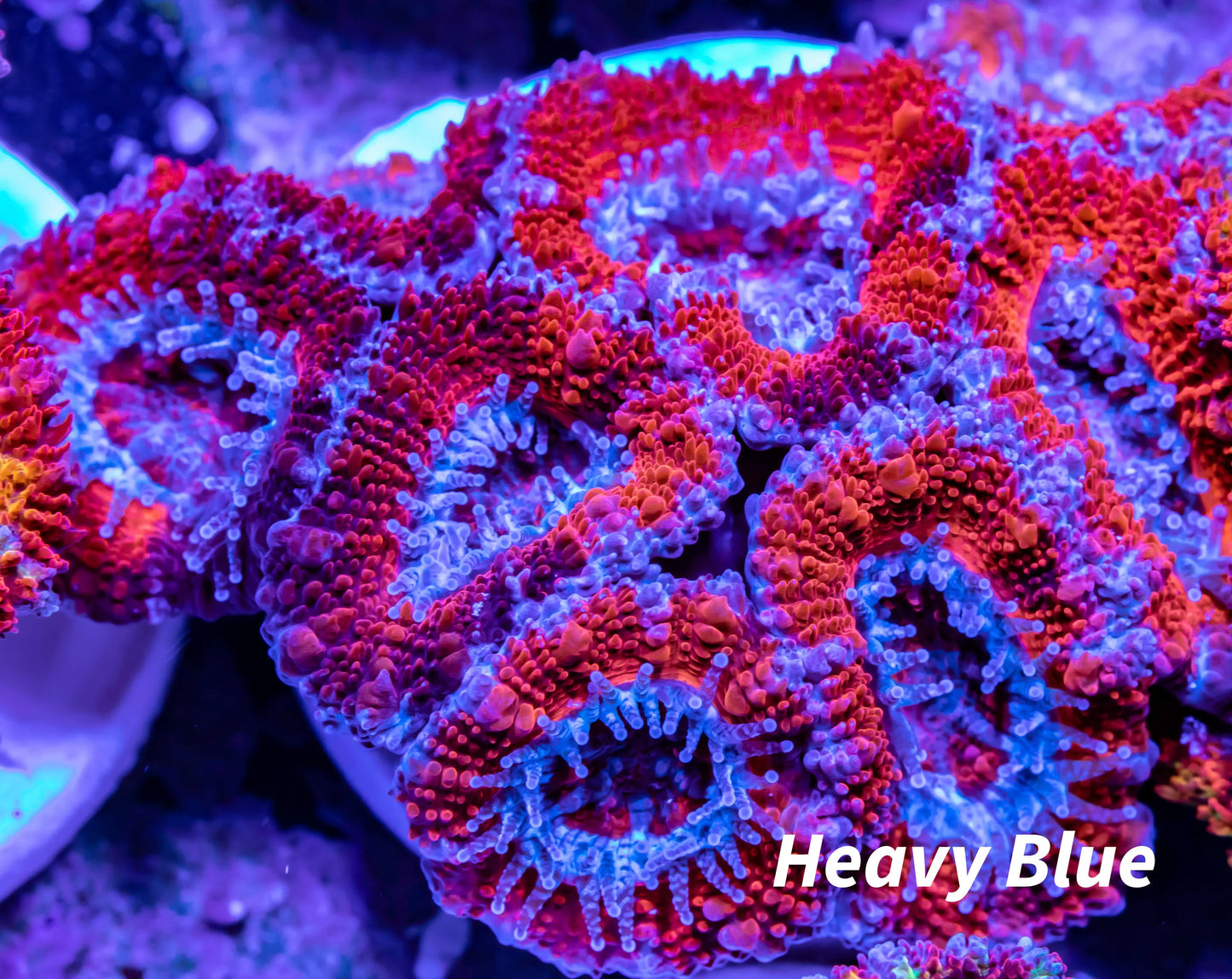 Acan Coral - Micromussa Lordhowensis - Acan Frag WYSIWYG Acan Coral - Micromussa Lordhowensis - Acan Frag WYSIWYG LPS Coral Acan Coral - Micromussa Lordhowensis - Acan Frag WYSIWYG Zeo Box Reef