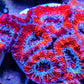 Acan Coral - Micromussa Lordhowensis - Acan Frag WYSIWYG Acan Coral - Micromussa Lordhowensis - Acan Frag WYSIWYG LPS Coral Acan Coral - Micromussa Lordhowensis - Acan Frag WYSIWYG Zeo Box Reef