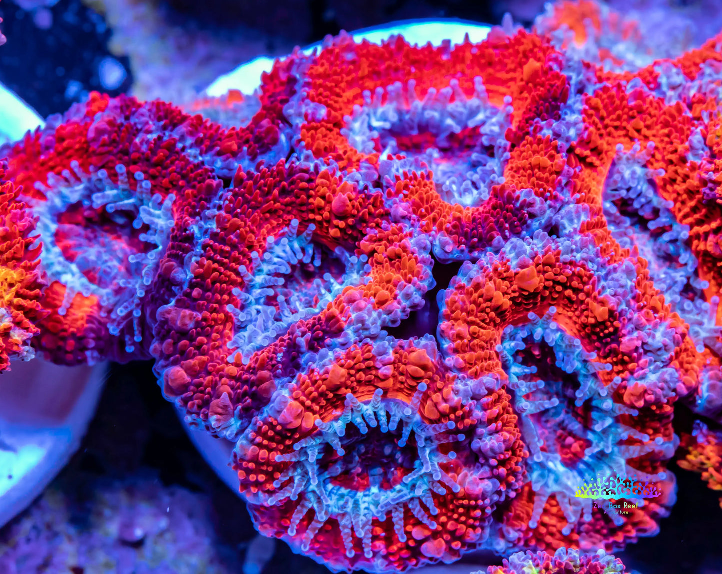 Acan Coral - Micromussa Lordhowensis - Acan Frag WYSIWYG Acan Coral - Micromussa Lordhowensis - Acan Frag WYSIWYG LPS Coral Acan Coral - Micromussa Lordhowensis - Acan Frag WYSIWYG Zeo Box Reef