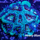Acan Coral - Micromussa Lordhowensis - Acan Frag WYSIWYG Acan Coral - Micromussa Lordhowensis - Acan Frag WYSIWYG LPS Coral Acan Coral - Micromussa Lordhowensis - Acan Frag WYSIWYG Zeo Box Reef
