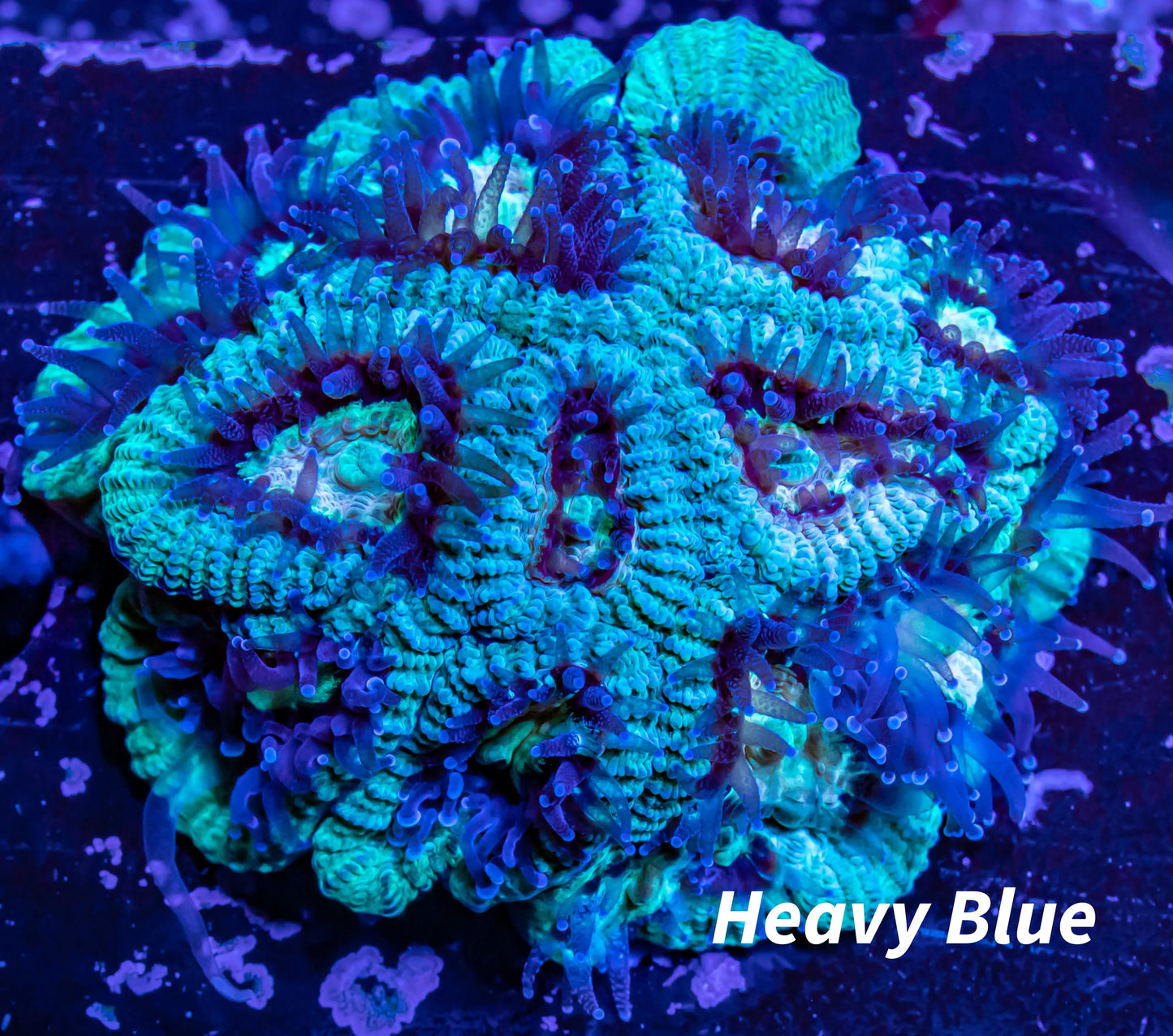 Acan Coral - Micromussa Lordhowensis - Acan Frag WYSIWYG Acan Coral - Micromussa Lordhowensis - Acan Frag WYSIWYG LPS Coral Acan Coral - Micromussa Lordhowensis - Acan Frag WYSIWYG Zeo Box Reef