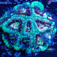 Acan Coral - Micromussa Lordhowensis - Acan Frag WYSIWYG Acan Coral - Micromussa Lordhowensis - Acan Frag WYSIWYG LPS Coral Acan Coral - Micromussa Lordhowensis - Acan Frag WYSIWYG Zeo Box Reef