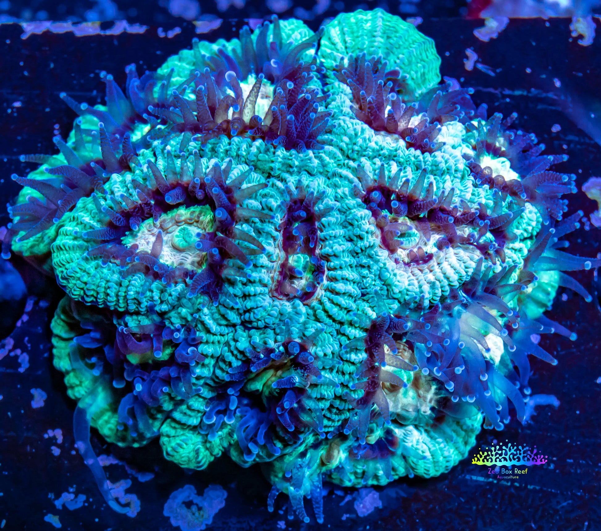 Acan Coral - Micromussa Lordhowensis - Acan Frag WYSIWYG Acan Coral - Micromussa Lordhowensis - Acan Frag WYSIWYG LPS Coral Acan Coral - Micromussa Lordhowensis - Acan Frag WYSIWYG Zeo Box Reef