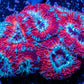 Acan Coral - Micromussa Lordhowensis - Acan WYSIWYG 6cm Acan Coral - Micromussa Lordhowensis - Acan WYSIWYG 6cm LPS Coral Acan Coral - Micromussa Lordhowensis - Acan WYSIWYG 6cm Zeo Box Reef