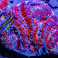 Acan Coral - Micromussa Lordhowensis - Ultra  Acan Frag WYSIWYG Acan Coral - Micromussa Lordhowensis - Ultra  Acan Frag WYSIWYG LPS Coral Acan Coral - Micromussa Lordhowensis - Ultra  Acan Frag WYSIWYG Zeo Box Reef