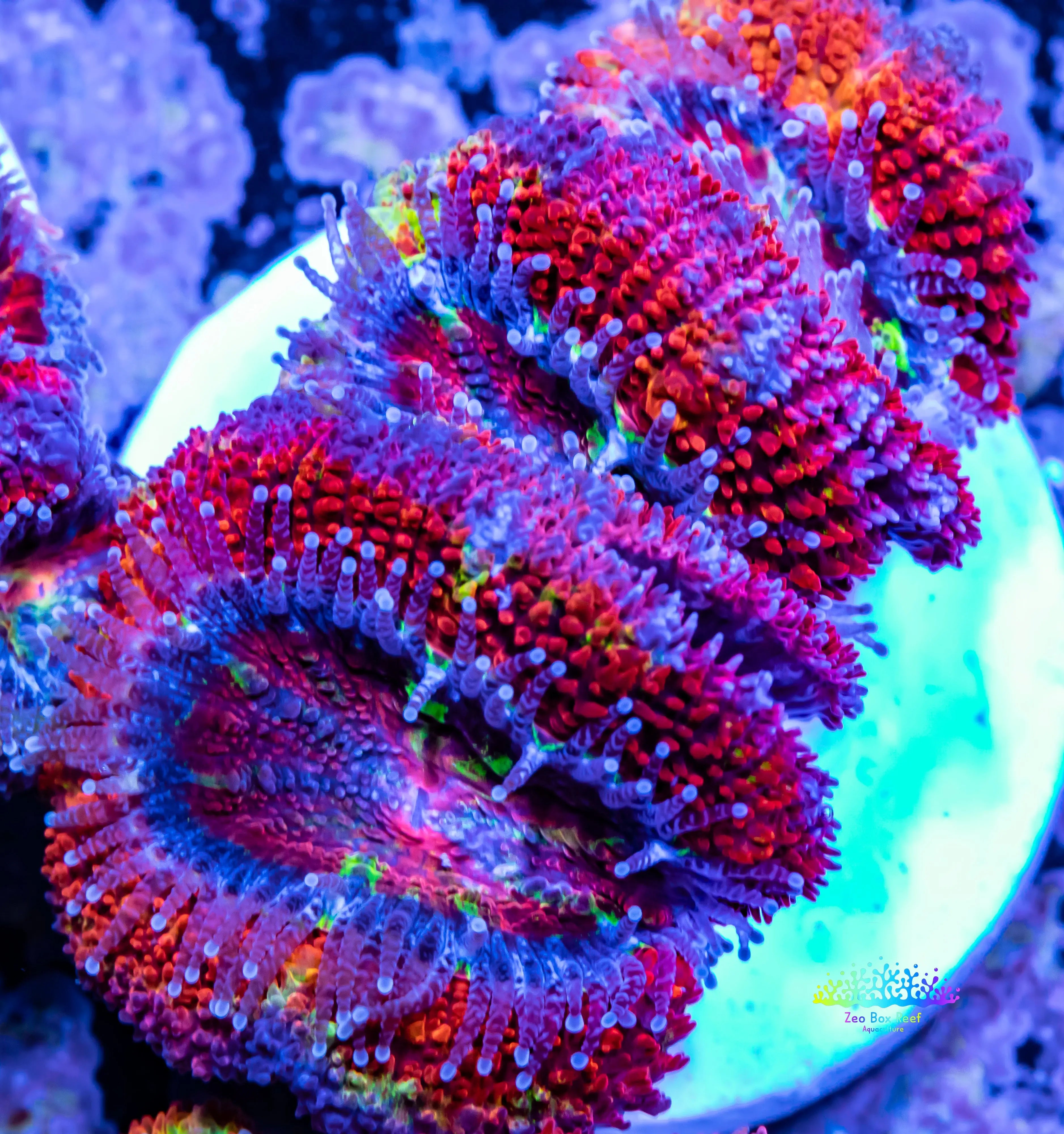 Stunning Acan coral for Sale Elevate Your Reef Tank with Zeo Box Reef ...