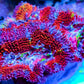Acan Coral - Micromussa Lordhowensis - Ultra  Acan Frag WYSIWYG Acan Coral - Micromussa Lordhowensis - Ultra  Acan Frag WYSIWYG LPS Coral Acan Coral - Micromussa Lordhowensis - Ultra  Acan Frag WYSIWYG Zeo Box Reef