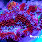 Acan Coral - Micromussa Lordhowensis - Ultra  Acan Frag WYSIWYG Acan Coral - Micromussa Lordhowensis - Ultra  Acan Frag WYSIWYG LPS Coral Acan Coral - Micromussa Lordhowensis - Ultra  Acan Frag WYSIWYG Zeo Box Reef