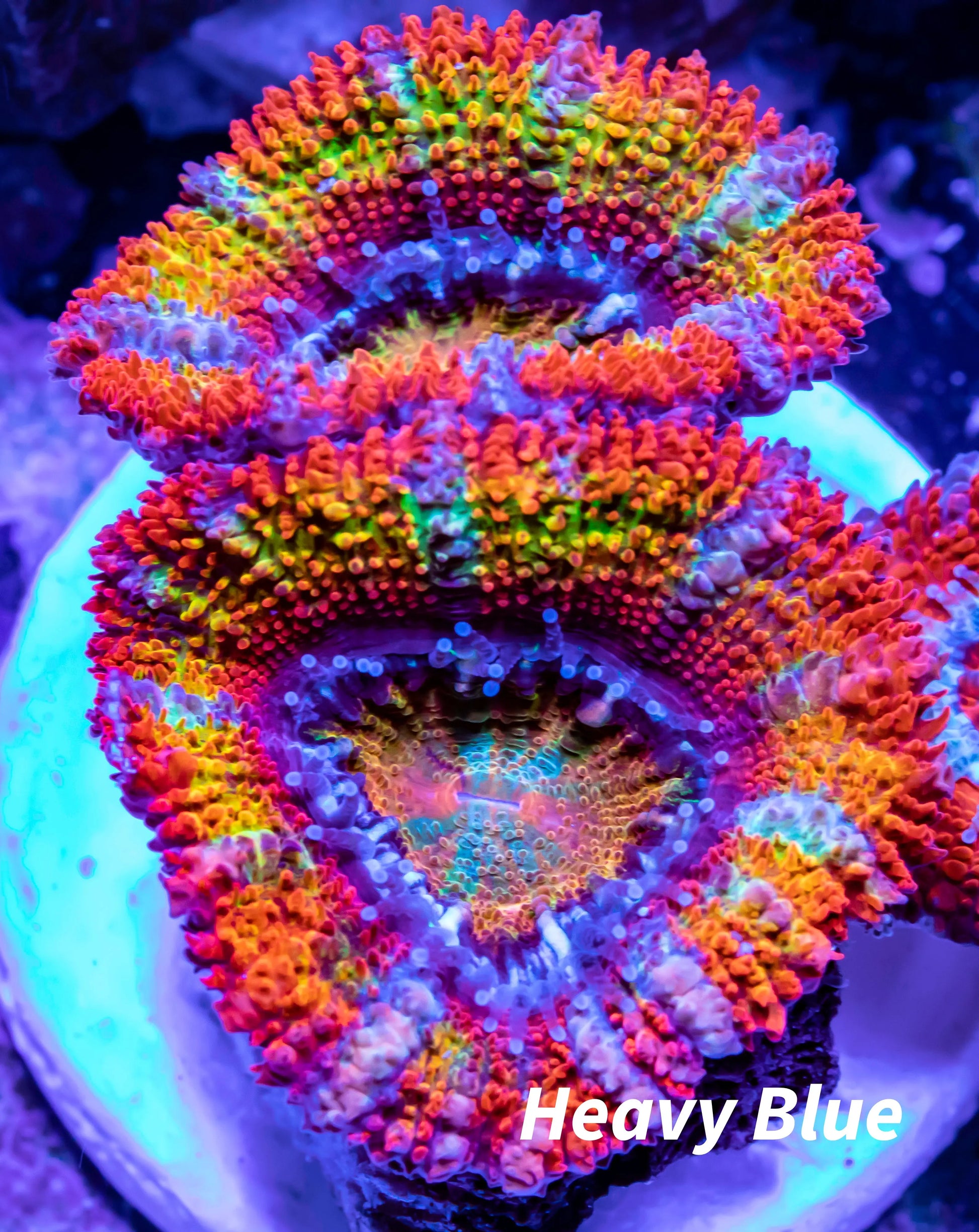 Acan Coral - Micromussa Lordhowensis - Ultra  Acan Frag WYSIWYG Acan Coral - Micromussa Lordhowensis - Ultra  Acan Frag WYSIWYG LPS Coral Acan Coral - Micromussa Lordhowensis - Ultra  Acan Frag WYSIWYG Zeo Box Reef