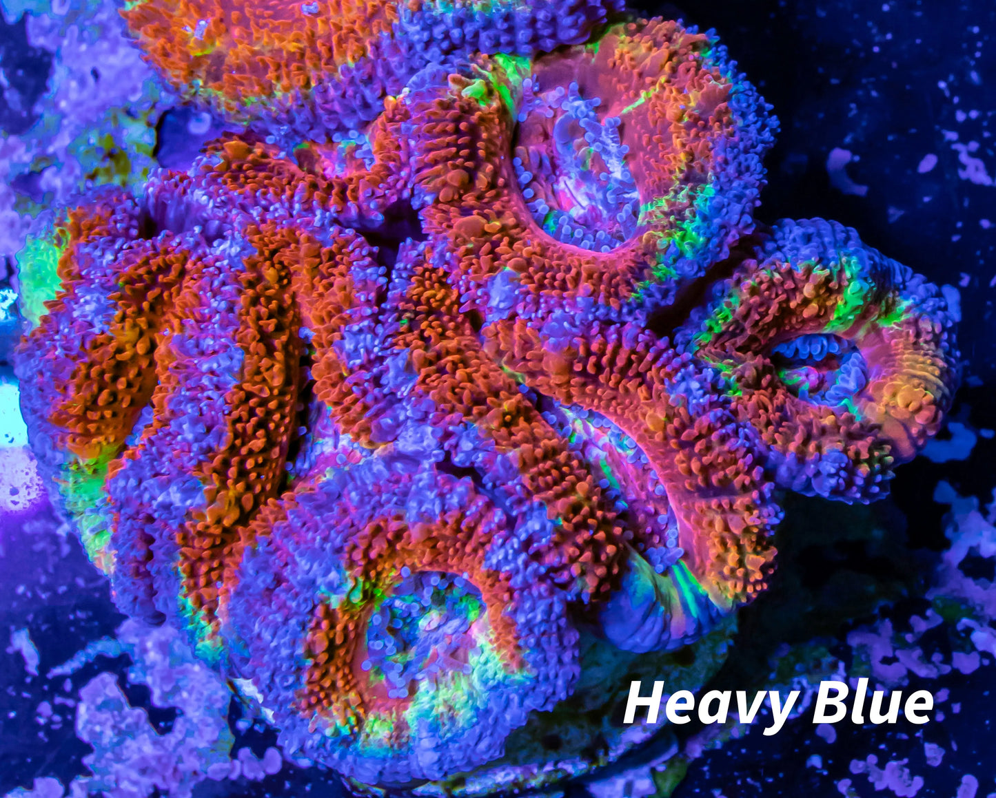 Acan Coral - Micromussa Lordhowensis - Ultra  Acan Frag WYSIWYG Acan Coral - Micromussa Lordhowensis - Ultra  Acan Frag WYSIWYG LPS Coral Acan Coral - Micromussa Lordhowensis - Ultra  Acan Frag WYSIWYG Zeo Box Reef