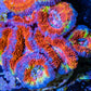 Acan Coral - Micromussa Lordhowensis - Ultra  Acan Frag WYSIWYG Acan Coral - Micromussa Lordhowensis - Ultra  Acan Frag WYSIWYG LPS Coral Acan Coral - Micromussa Lordhowensis - Ultra  Acan Frag WYSIWYG Zeo Box Reef