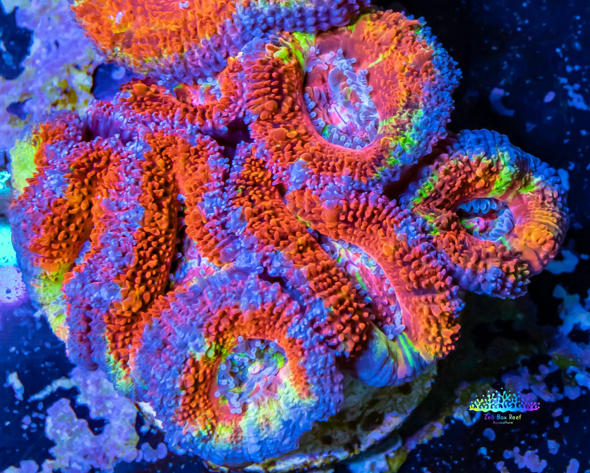 Acan Coral - Micromussa Lordhowensis - Ultra  Acan Frag WYSIWYG Acan Coral - Micromussa Lordhowensis - Ultra  Acan Frag WYSIWYG LPS Coral Acan Coral - Micromussa Lordhowensis - Ultra  Acan Frag WYSIWYG Zeo Box Reef