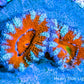 Acan Coral - Micromussa Lordhowensis - Ultra  Rainbow Acan Frag WYSIWYG Acan Coral - Micromussa Lordhowensis - Ultra  Rainbow Acan Frag WYSIWYG LPS Coral Acan Coral - Micromussa Lordhowensis - Ultra  Rainbow Acan Frag WYSIWYG Zeo Box Reef