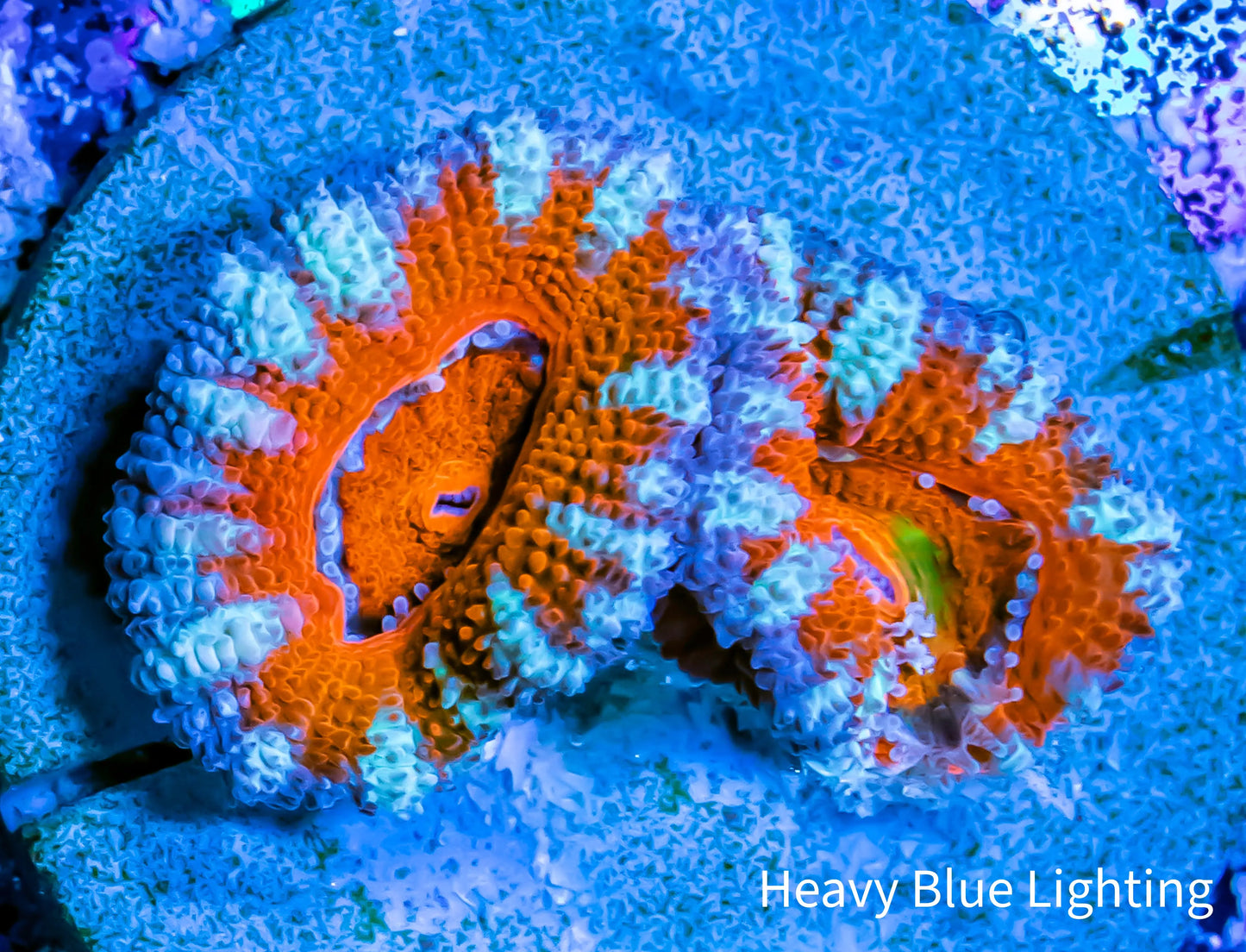 Acan Coral - Micromussa Lordhowensis - Ultra  Rainbow Acan Frag WYSIWYG Acan Coral - Micromussa Lordhowensis - Ultra  Rainbow Acan Frag WYSIWYG LPS Coral Acan Coral - Micromussa Lordhowensis - Ultra  Rainbow Acan Frag WYSIWYG Zeo Box Reef