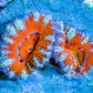 Acan Coral - Micromussa Lordhowensis - Ultra  Rainbow Acan Frag WYSIWYG Acan Coral - Micromussa Lordhowensis - Ultra  Rainbow Acan Frag WYSIWYG LPS Coral Acan Coral - Micromussa Lordhowensis - Ultra  Rainbow Acan Frag WYSIWYG Zeo Box Reef