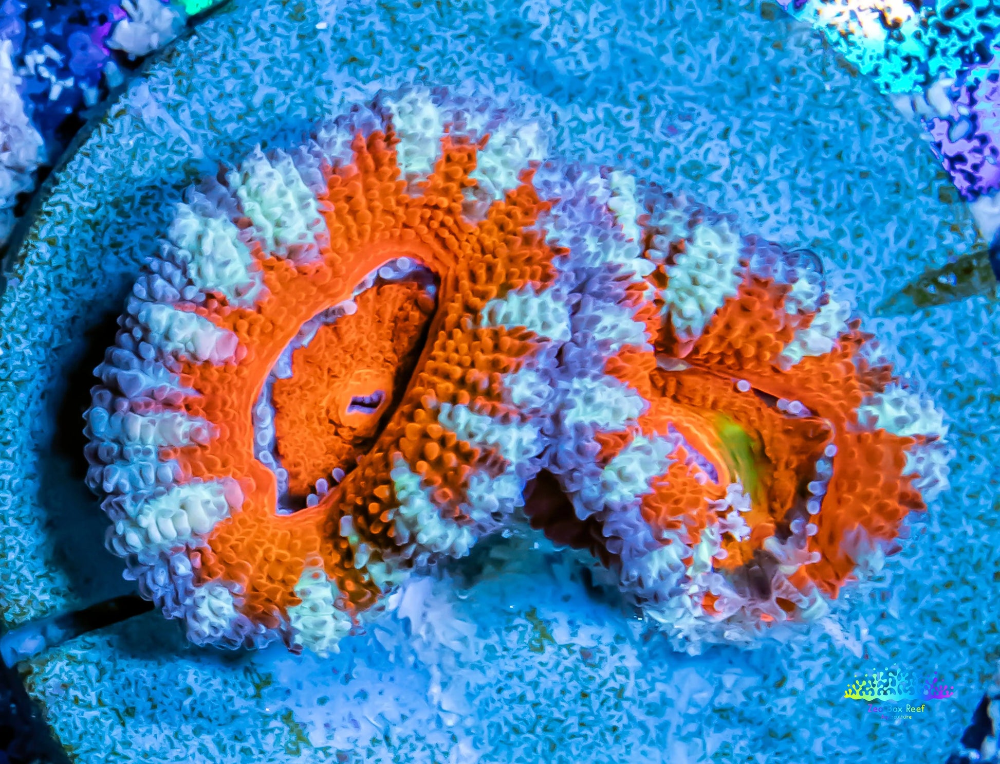 Acan Coral - Micromussa Lordhowensis - Ultra  Rainbow Acan Frag WYSIWYG Acan Coral - Micromussa Lordhowensis - Ultra  Rainbow Acan Frag WYSIWYG LPS Coral Acan Coral - Micromussa Lordhowensis - Ultra  Rainbow Acan Frag WYSIWYG Zeo Box Reef