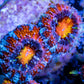 Acan Coral - Micromussa Lordhowensis - Ultra Acan Frag WYSIWYG Acan Coral - Micromussa Lordhowensis - Ultra Acan Frag WYSIWYG LPS Coral Acan Coral - Micromussa Lordhowensis - Ultra Acan Frag WYSIWYG Zeo Box Reef