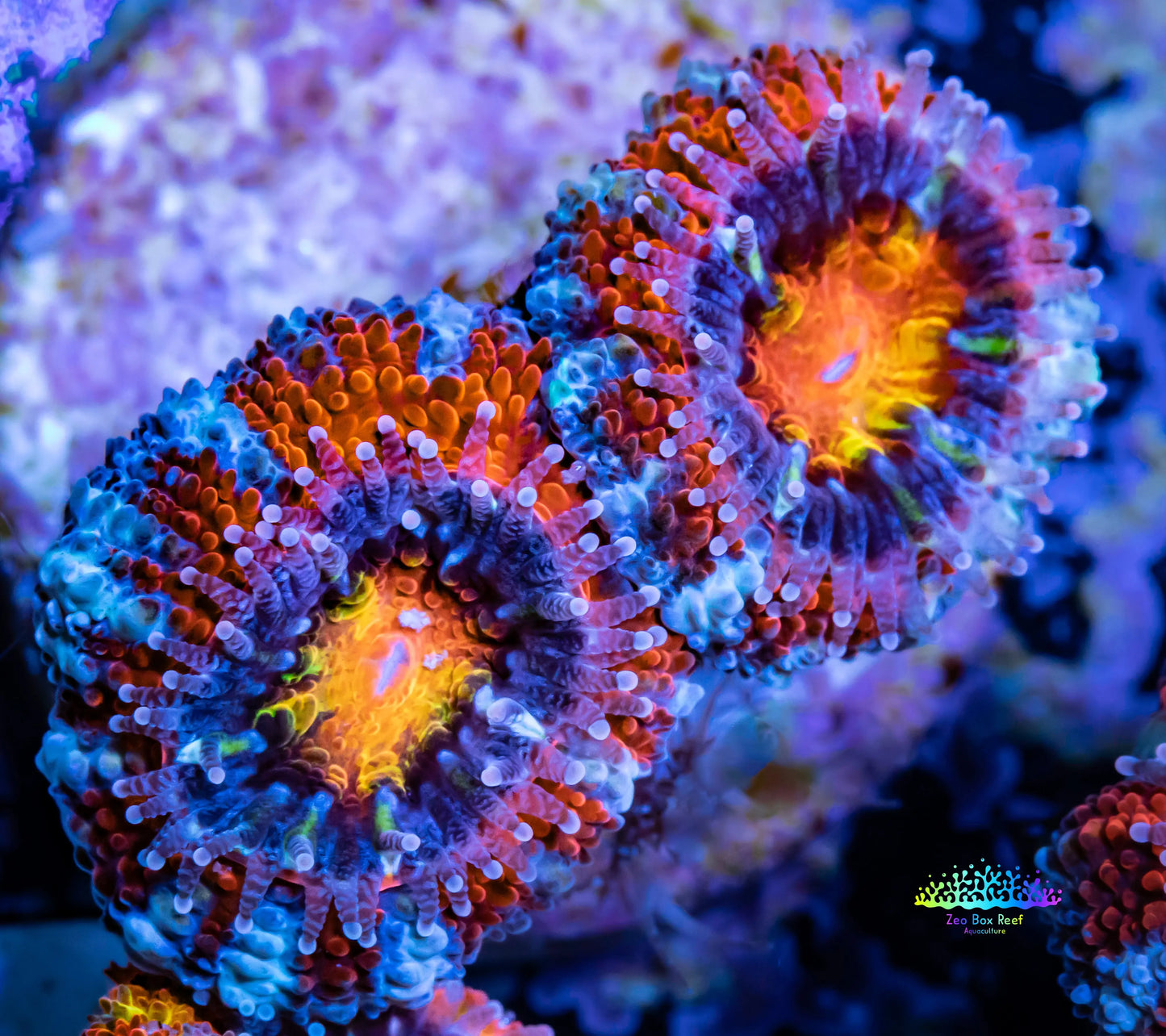 Acan Coral - Micromussa Lordhowensis - Ultra Acan Frag WYSIWYG Acan Coral - Micromussa Lordhowensis - Ultra Acan Frag WYSIWYG LPS Coral Acan Coral - Micromussa Lordhowensis - Ultra Acan Frag WYSIWYG Zeo Box Reef