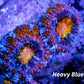 Acan Coral - Micromussa Lordhowensis - Ultra Acan Frag WYSIWYG Acan Coral - Micromussa Lordhowensis - Ultra Acan Frag WYSIWYG LPS Coral Acan Coral - Micromussa Lordhowensis - Ultra Acan Frag WYSIWYG Zeo Box Reef