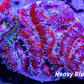 Acan Coral - Micromussa Lordhowensis - Ultra Acan Frag WYSIWYG Acan Coral - Micromussa Lordhowensis - Ultra Acan Frag WYSIWYG LPS Coral Acan Coral - Micromussa Lordhowensis - Ultra Acan Frag WYSIWYG Zeo Box Reef