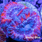 Acan Coral - Micromussa Lordhowensis - Ultra Acan Frag WYSIWYG Acan Coral - Micromussa Lordhowensis - Ultra Acan Frag WYSIWYG LPS Coral Acan Coral - Micromussa Lordhowensis - Ultra Acan Frag WYSIWYG Zeo Box Reef