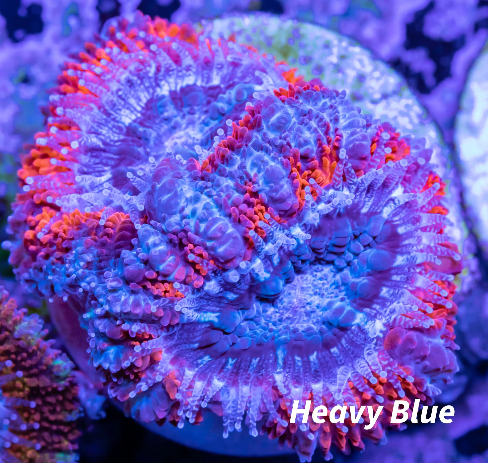 Acan Coral - Micromussa Lordhowensis - Ultra Acan Frag WYSIWYG Acan Coral - Micromussa Lordhowensis - Ultra Acan Frag WYSIWYG LPS Coral Acan Coral - Micromussa Lordhowensis - Ultra Acan Frag WYSIWYG Zeo Box Reef