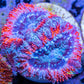 Acan Coral - Micromussa Lordhowensis - Ultra Acan Frag WYSIWYG Acan Coral - Micromussa Lordhowensis - Ultra Acan Frag WYSIWYG LPS Coral Acan Coral - Micromussa Lordhowensis - Ultra Acan Frag WYSIWYG Zeo Box Reef