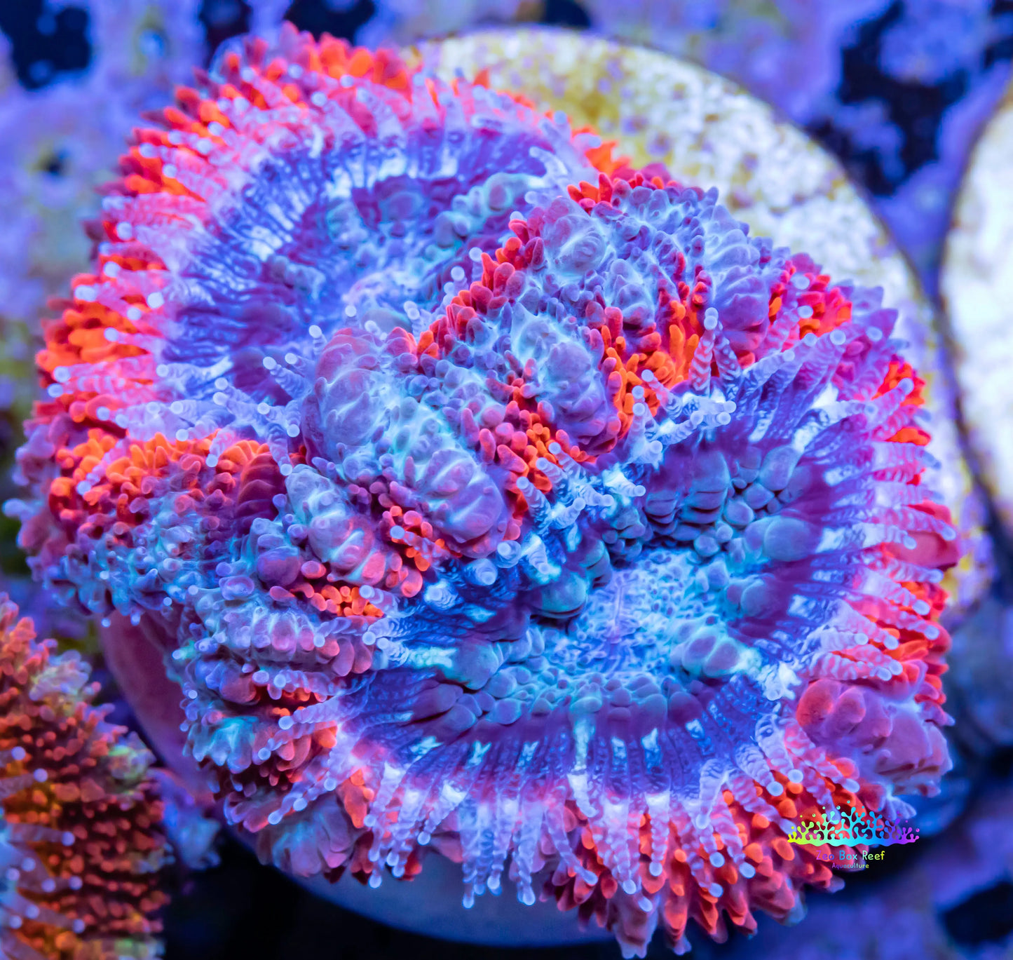 Acan Coral - Micromussa Lordhowensis - Ultra Acan Frag WYSIWYG Acan Coral - Micromussa Lordhowensis - Ultra Acan Frag WYSIWYG LPS Coral Acan Coral - Micromussa Lordhowensis - Ultra Acan Frag WYSIWYG Zeo Box Reef