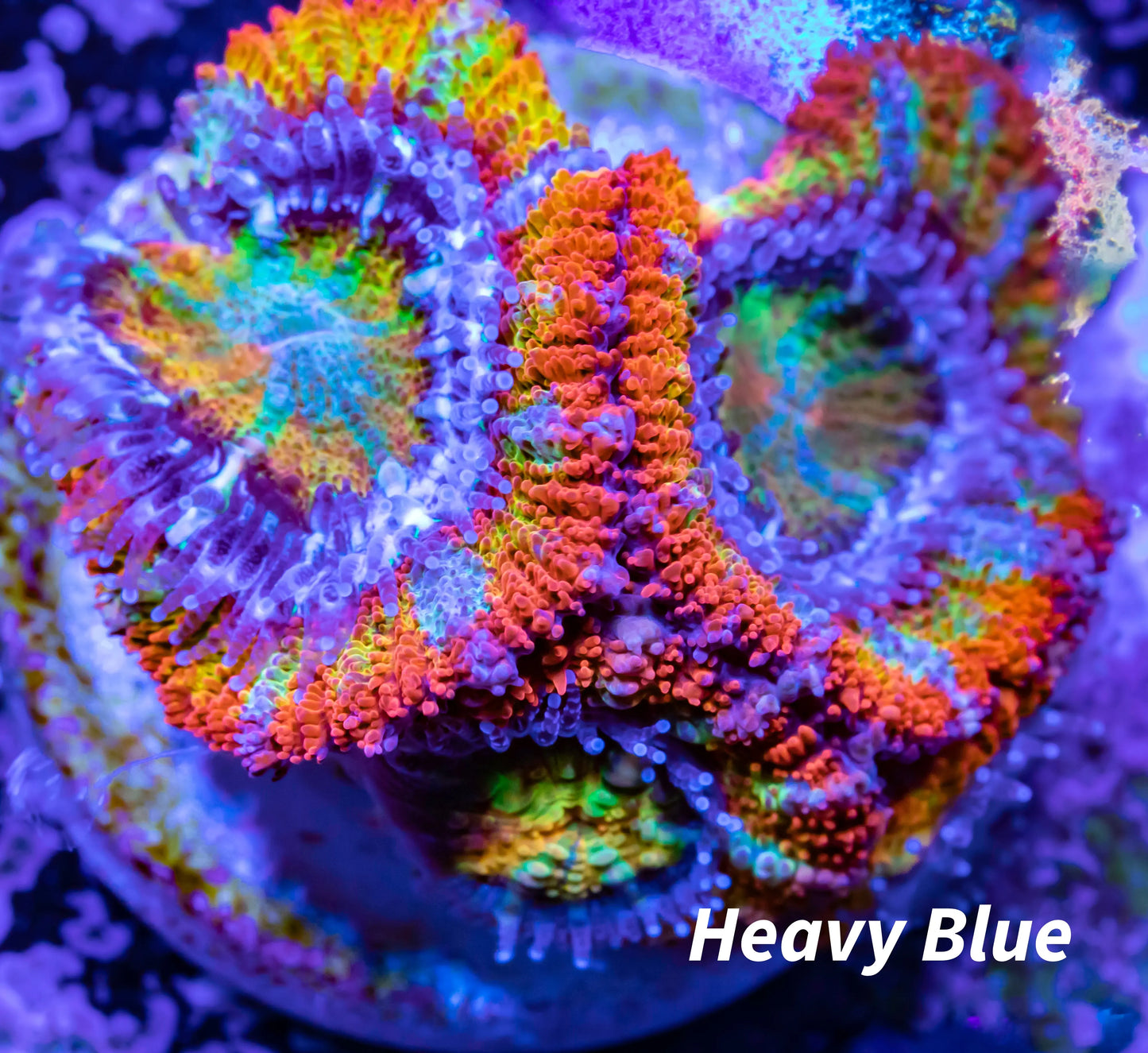 Acan Coral - Micromussa Lordhowensis - Ultra Acan Frag WYSIWYG Acan Coral - Micromussa Lordhowensis - Ultra Acan Frag WYSIWYG LPS Coral Acan Coral - Micromussa Lordhowensis - Ultra Acan Frag WYSIWYG Zeo Box Reef