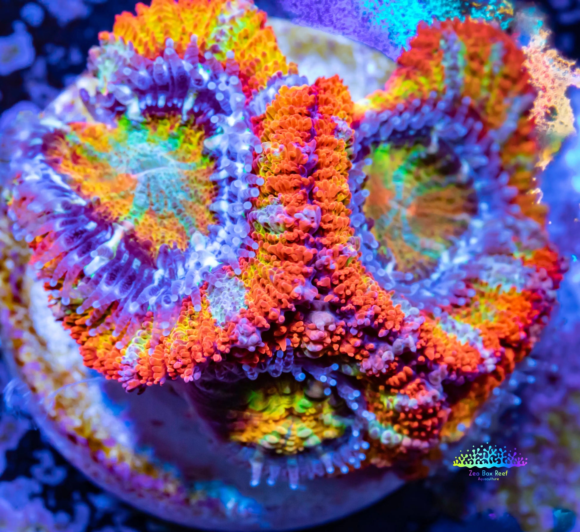 Acan Coral - Micromussa Lordhowensis - Ultra Acan Frag WYSIWYG Acan Coral - Micromussa Lordhowensis - Ultra Acan Frag WYSIWYG LPS Coral Acan Coral - Micromussa Lordhowensis - Ultra Acan Frag WYSIWYG Zeo Box Reef