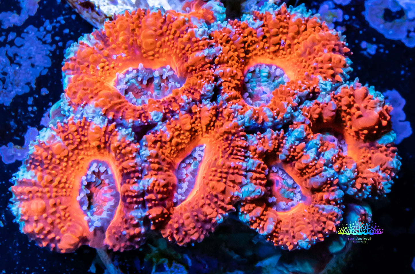 Acan Coral - Micromussa Lordhowensis - Ultra Acan Frag WYSIWYG Acan Coral - Micromussa Lordhowensis - Ultra Acan Frag WYSIWYG LPS Coral Acan Coral - Micromussa Lordhowensis - Ultra Acan Frag WYSIWYG Zeo Box Reef