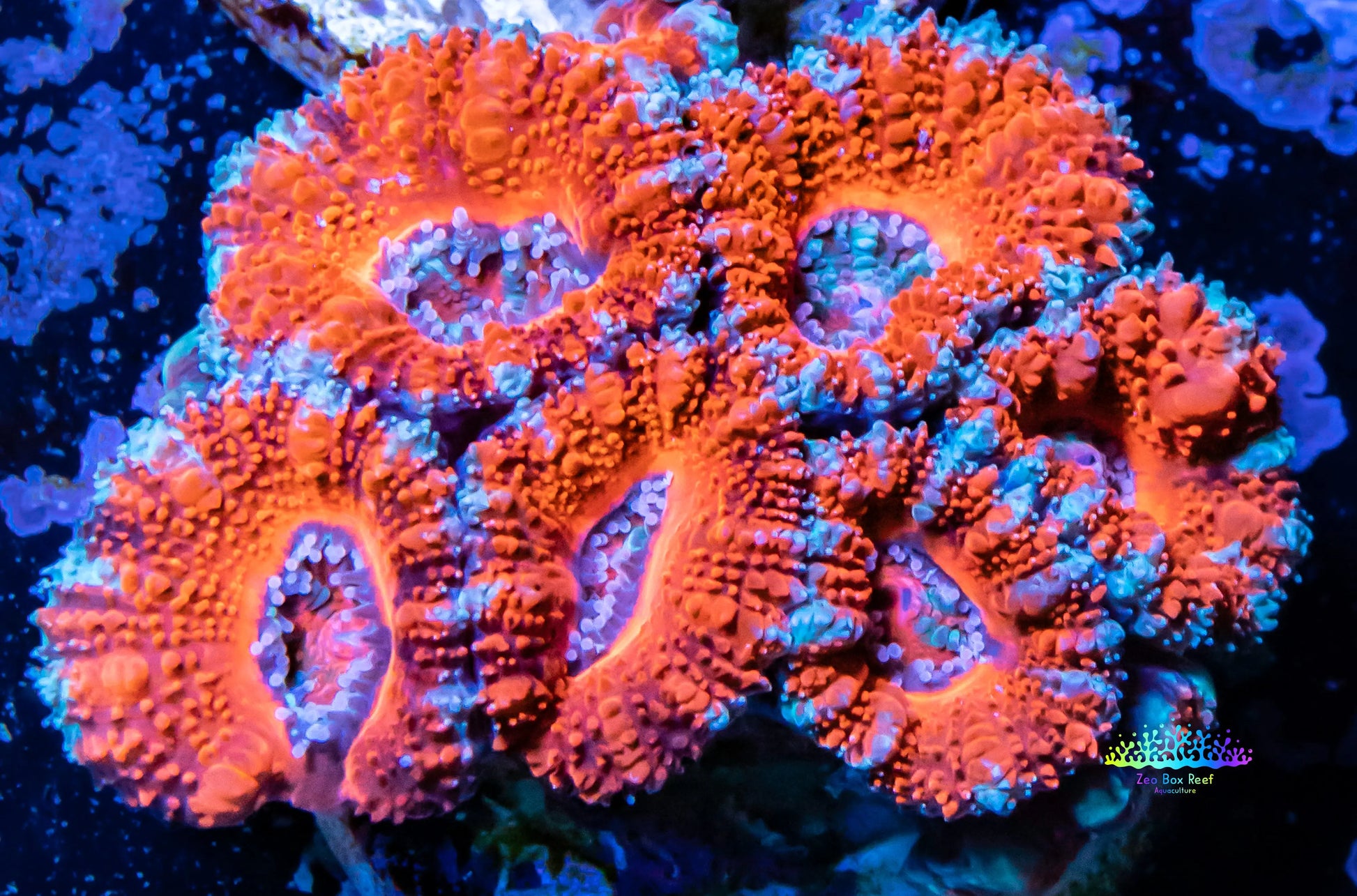 Acan Coral - Micromussa Lordhowensis - Ultra Acan Frag WYSIWYG Acan Coral - Micromussa Lordhowensis - Ultra Acan Frag WYSIWYG LPS Coral Acan Coral - Micromussa Lordhowensis - Ultra Acan Frag WYSIWYG Zeo Box Reef